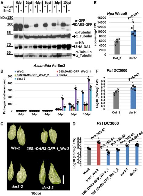 The Integrated Lim Peptidase Domain Of The Csa Chs Dar Paired Immune