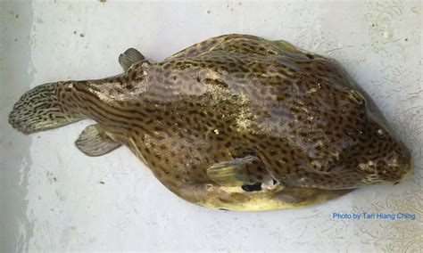 Fish And Fishing In Tanjung Leman Puffer And Non Edible Fishes