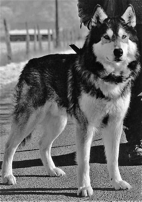 Tribute To Jed the Wolf Dog by wolfcliff on DeviantArt