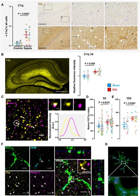 Sepsis Leads To Synapse Tagging By Complement Factor C1q And Its