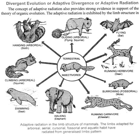 What is parallel evolution? It's difference with adaptive evolution?