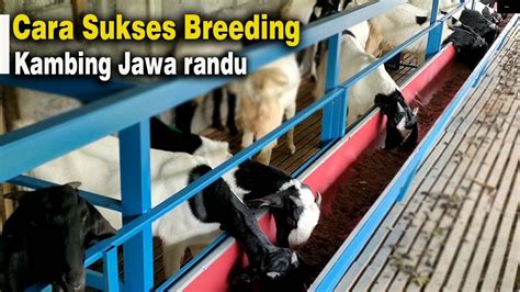 Cara Ternak Kambing Jawa Randu