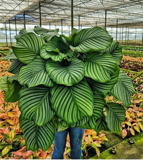 tanaman daun hijau  koleksi gambar