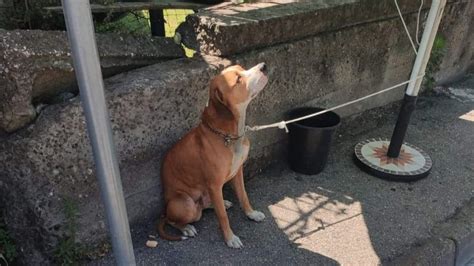 Legato a un palo sotto il sole senza acqua né cibo cagnolino salvato