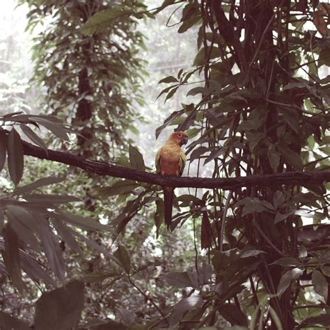 Gambar Pohon Alam Hutan Cabang Daun Bunga Perjalanan