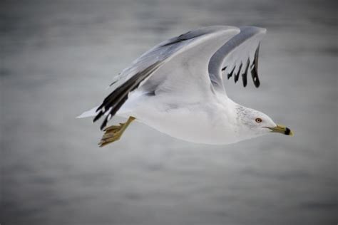 Free Images Nature Bird Wing Sky White Air Seabird Flying Fly