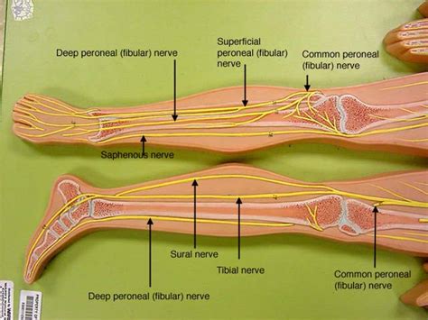 Diagram Of Nerves In Right Leg