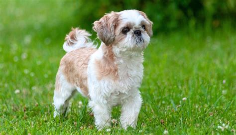 8 Types Of Shih Tzu Breeds All You Need To Know