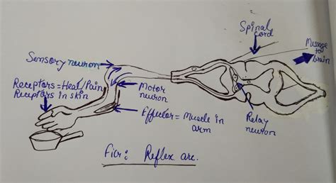 Reflex Arc Flowchart