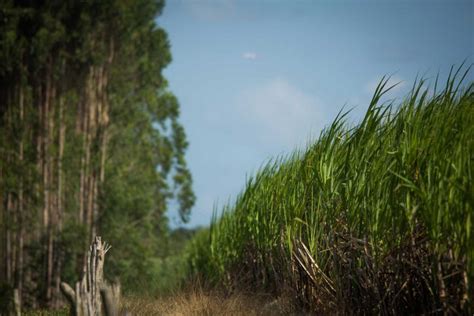 Sugarcane Brazilian Farmers