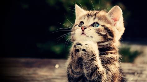 Cute Cat HD Wallpapers - Top Free Cute Cat HD Backgrounds - WallpaperAccess