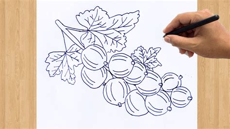 How To Draw Gooseberry Drawing Easy Tutorial Step By Step Youtube