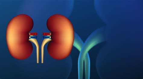 Transplante Renal Dr Rodrigo Lima Urologia Especializada Uro