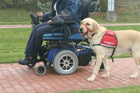 Are Guide Dogs A Fit For Seniors 50 World 50 World