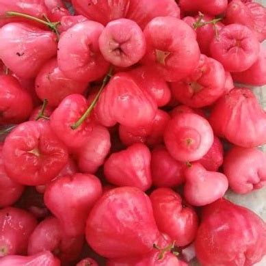 Jual Jambu Air Merah Rujak Segar Kg Shopee Indonesia