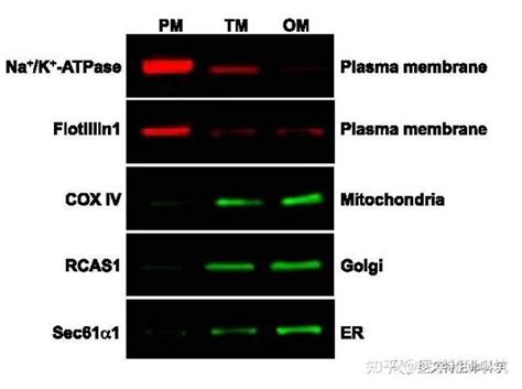 Gapdh，tubulin，actin选哪个做wb内参更好？ 知乎