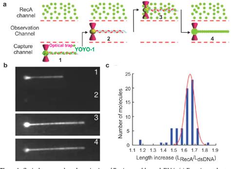 Figure 3 From Homologous Recombination Under The Single Molecule