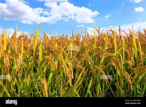 Mature Rice In Rice Field Under The Blue Sky White Clouds Stock Photo