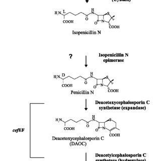 Amino Acid Sequence Of The Cefd Protein Alignment Of The Deduced