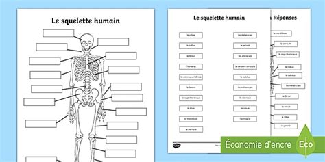 Sch Ma Compl Ter Le Squelette Humain Teacher Made