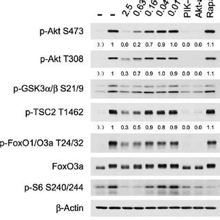 Phosphorylation Of The Akt Substrates Gsk A B Tsc And Foxo O A