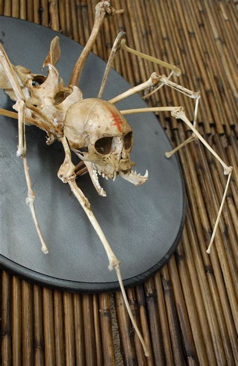 Spider Monkey Skull Taxidermy Art Creepy Art