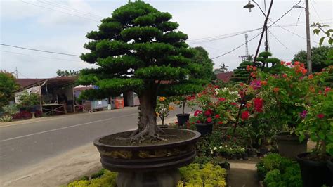 Bonsai Lohansung 250 Juta YouTube