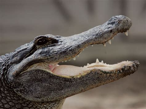 Alligator on gas snaps up international science prize | The Independent