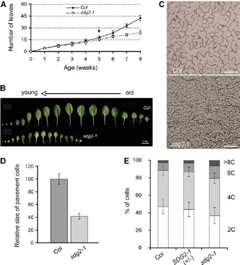 Comparison Of Leaf Initiation And Phenotype Between The Sdg2 1 Mutant