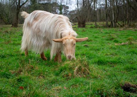 Weird Goat Breeds: Meet These Unusual Looking Goats!