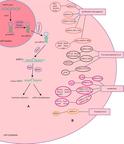 Frontiers The Effect Of Microrna On The Production Of Recombinant