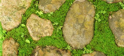 Diy A Charming Stone And Moss Walkway