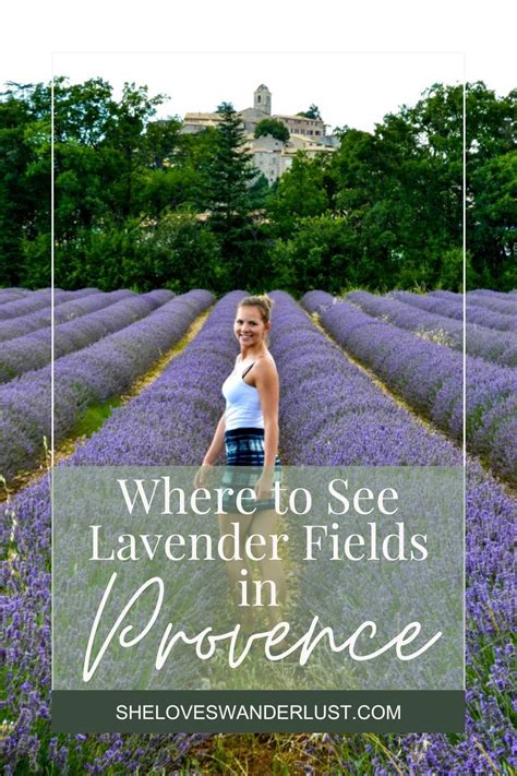 Where To See Lavender Fields In Provence