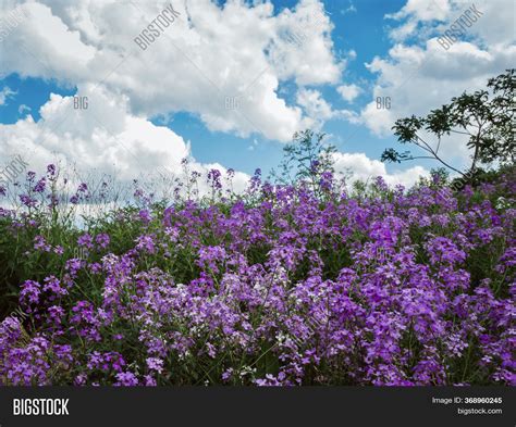 Field Purple Image & Photo (Free Trial) | Bigstock