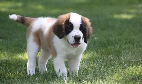 St. Bernard Puppies For Sale | Lincoln, NE #297088