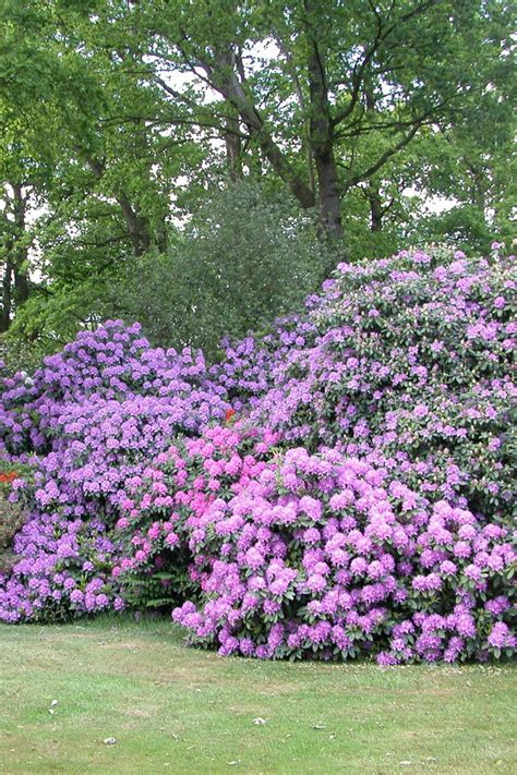 Planting growing rhododendrons add big color to your landscape – Artofit