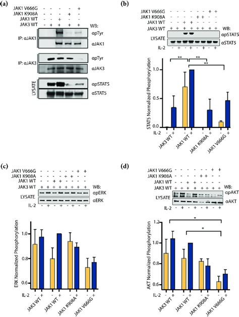 Jak V G Inhibits Trans Activation Of Jak And Il Signaling