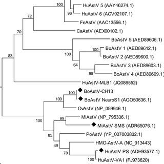 Maximum Likelihood Tree Constructed From Aligned Amino Acid Sequences