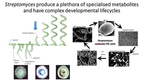 Environmental Microbiomes Flashcards Quizlet