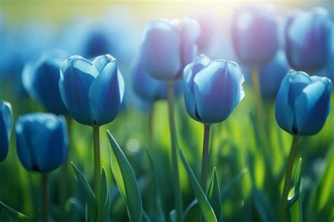 Blue Tulip Flower Meaning Symbolism And Spiritual Significance Foliage Friend Learn About