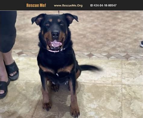 Adopt 24041800547 ~ Rottweiler Rescue ~ Gilbert Az