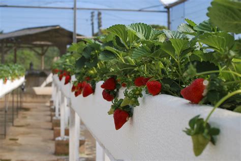 Orquídeas e Morangos em Atibaia 3 estufas para produção de morangos