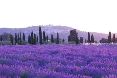 Lavendel Im Kiesbeet Ideen Tipps Zur Gestaltung