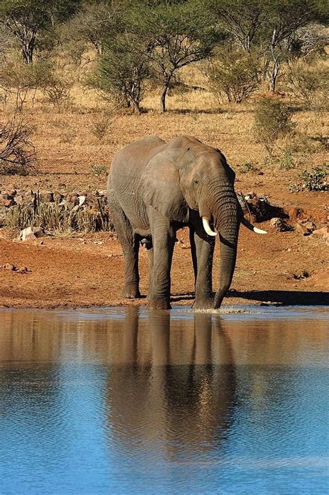 Mamalia Gajah Afrika Hewan Besar Foto Latar Belakang Dan Gambar Untuk