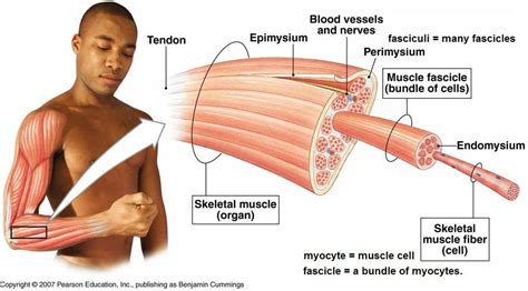 Diagram Of Muscle Fibre Structure Label Muscle 620400