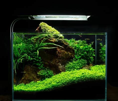 21 Mini Aquascaping Ideas Easy Guide With Aquascaping Kits