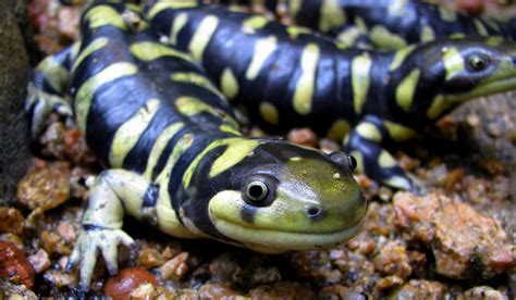 Illinois State Amphibian Eastern Tiger Salamander