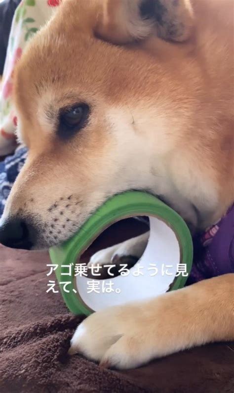 『犬がアゴを乗せているだけ』かと思いきや実は大きな口を開けている光景がスゴイと69万4000再生 シュールな姿が多くのいいね集める わん