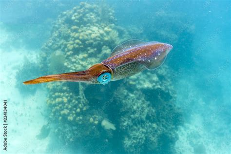 Caribbean coral reef swimming squid Stock Photo | Adobe Stock