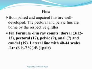 Introduction To Labeo Rohita PPT